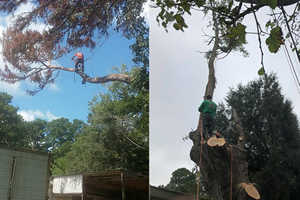 Tree Removal