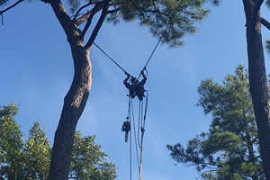 Tree Trimming & Pruning