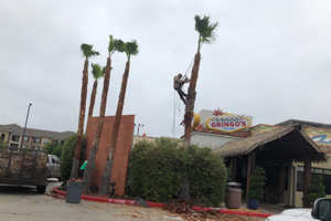 Tree Trimming & Pruning